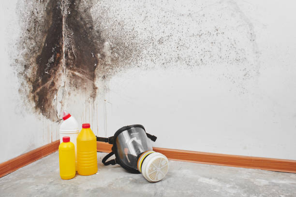 Best Best Mold Removal Companies  in Redwood Valley, CA