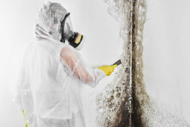 Best Professional Mold Removal  in Redwood Valley, CA