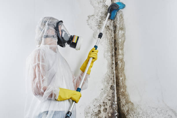 Best Home Mold Removal  in Redwood Valley, CA