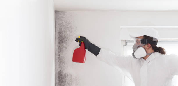 Mold Removal Process in Redwood Valley, CA