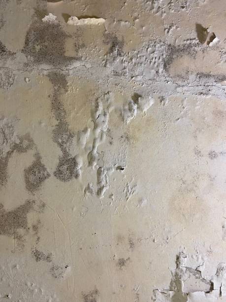 Best Toxic Mold Removal  in Redwood Valley, CA