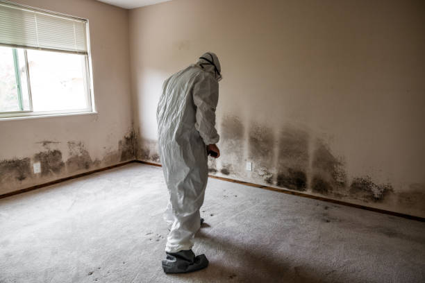 Best Attic Mold Removal  in Redwood Valley, CA