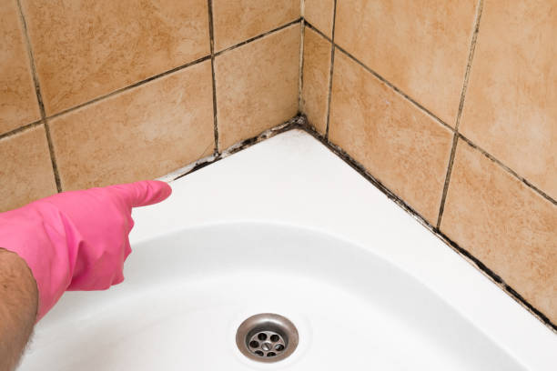 Best Black Mold Removal  in Redwood Valley, CA