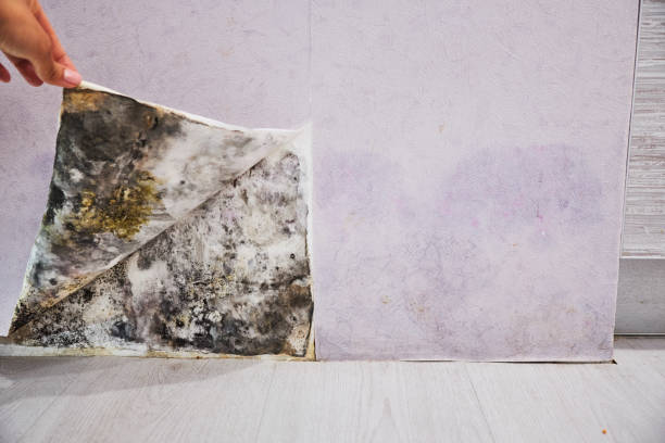 Best Mold Removal Near Me  in Redwood Valley, CA